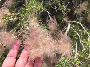 Fluffy flowers at the Grand Canyon