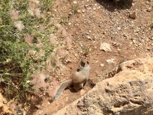 Cute critter at the Grand Canyon
