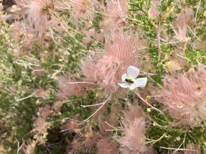 Pretty flowers with a little bee at the Grand Canyon
