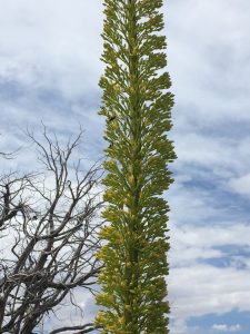 The biggest loudest bees I've ever seen. Carpenter bees at the Grand Canyon.
